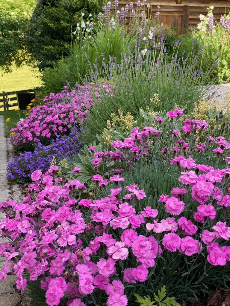 Dianthus gratianopolitanus and Campanula portenschlagiana characterise the early summer on the small embankment.