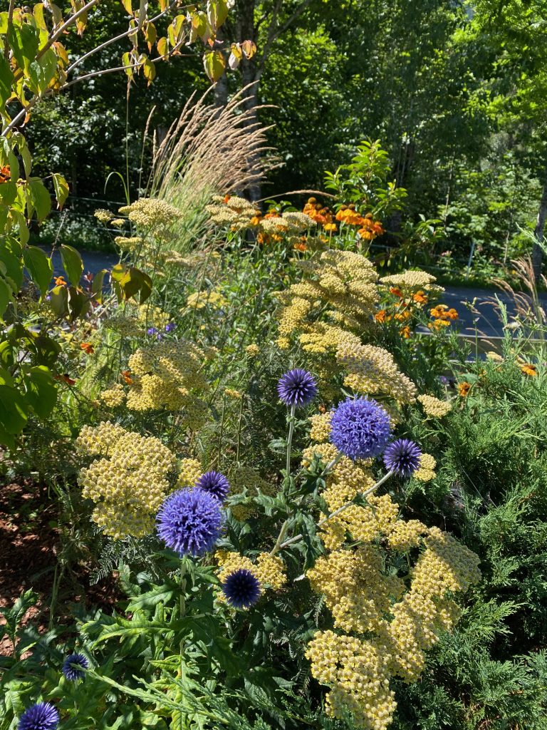 Achillea Filipendulina-Hybride 'Terracotta' and Echinops ritro 'Veitch's Blue'