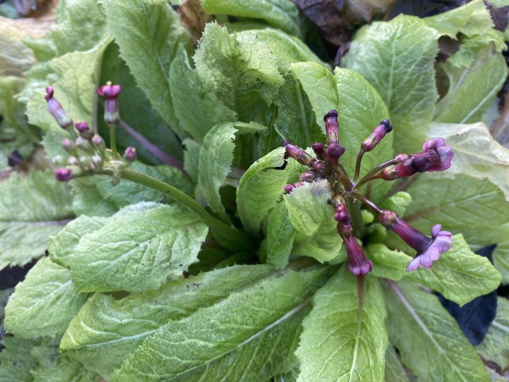 Primula japonica oder Etagenprimel Millers Crimson