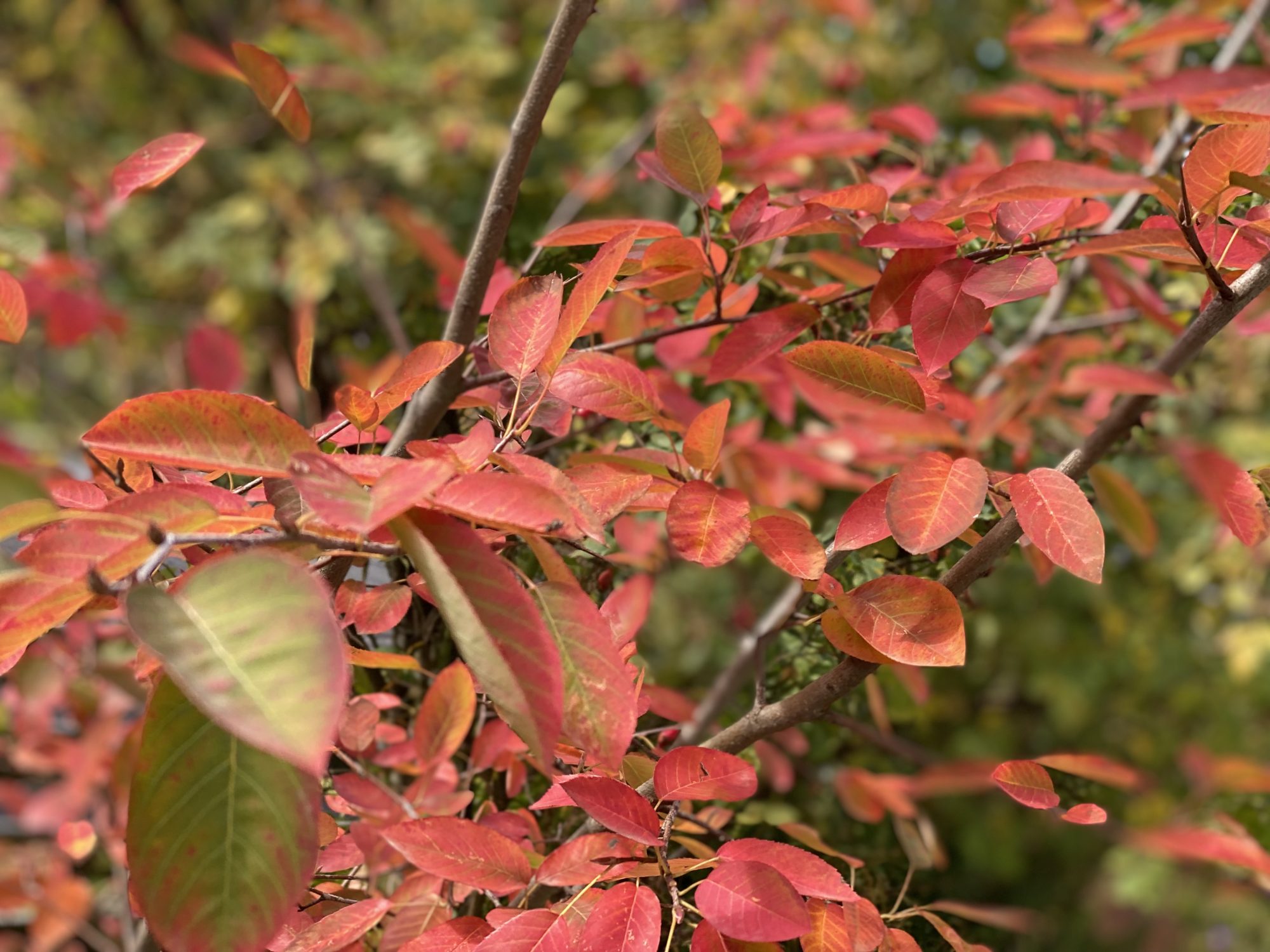 Kupfer-Felsenbirne (Amelanchier lamarckii) in Herbstfarbe