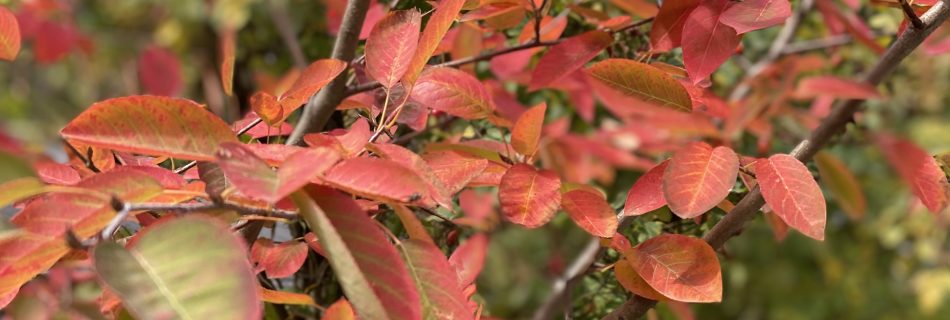 Kupfer-Felsenbirne (Amelanchier lamarckii) in Herbstfarbe
