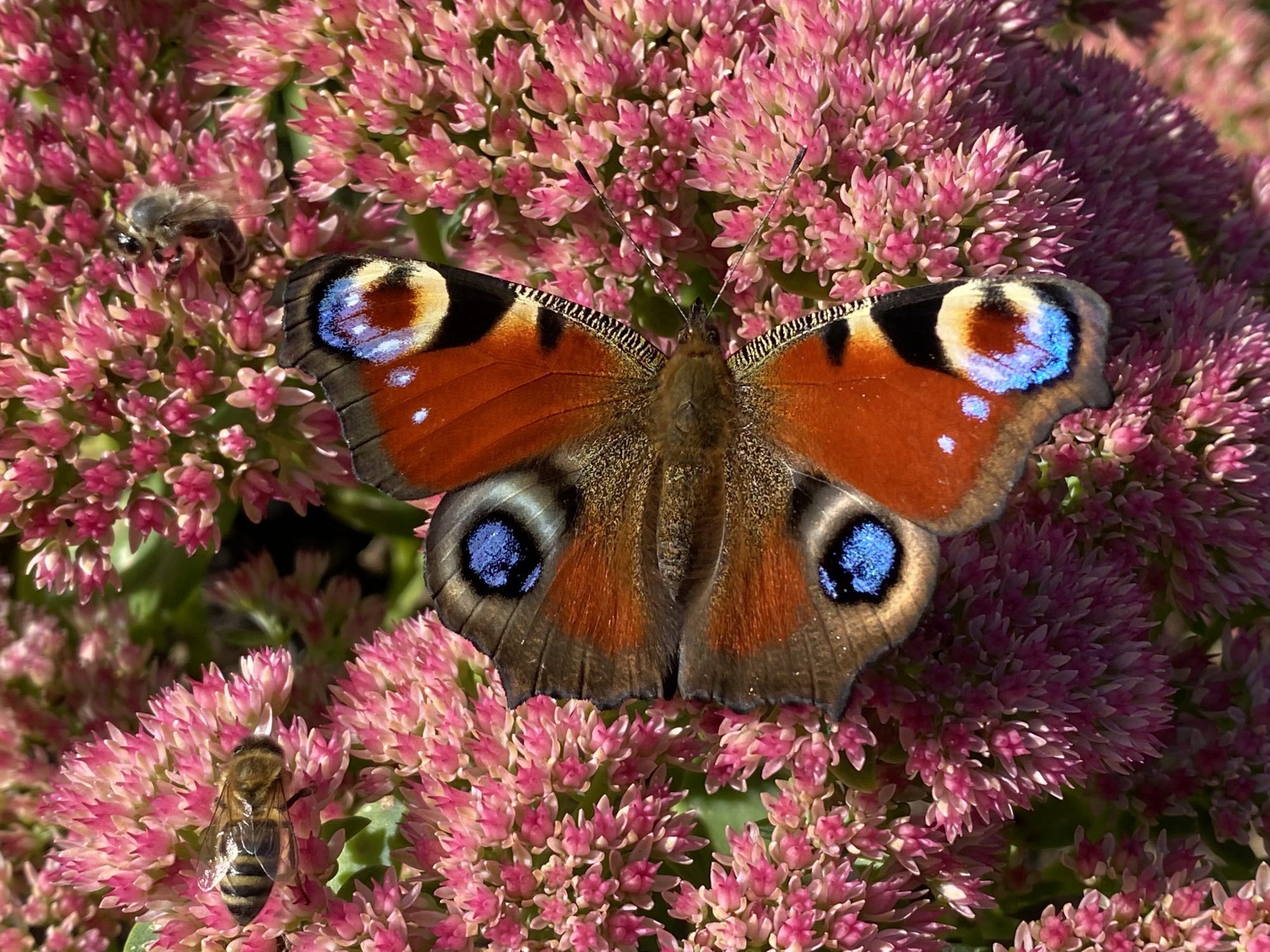 Ein Aglais io (Tagpfauenauge) auf Sedum Telephium-Hybride 'Herbstfreude' (Hohe Fetthenne).