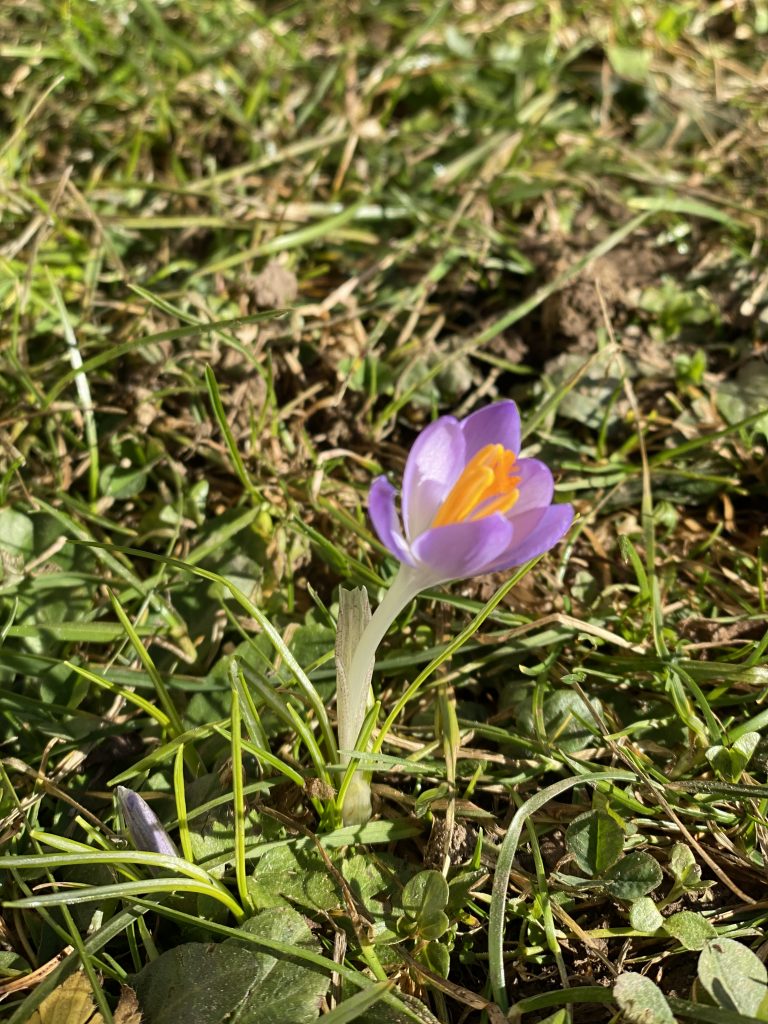 First crocuses sprout