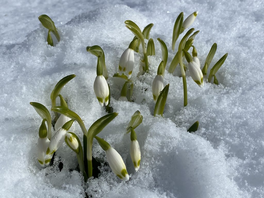 spring snowflake (Leucojum vernum) in snow
