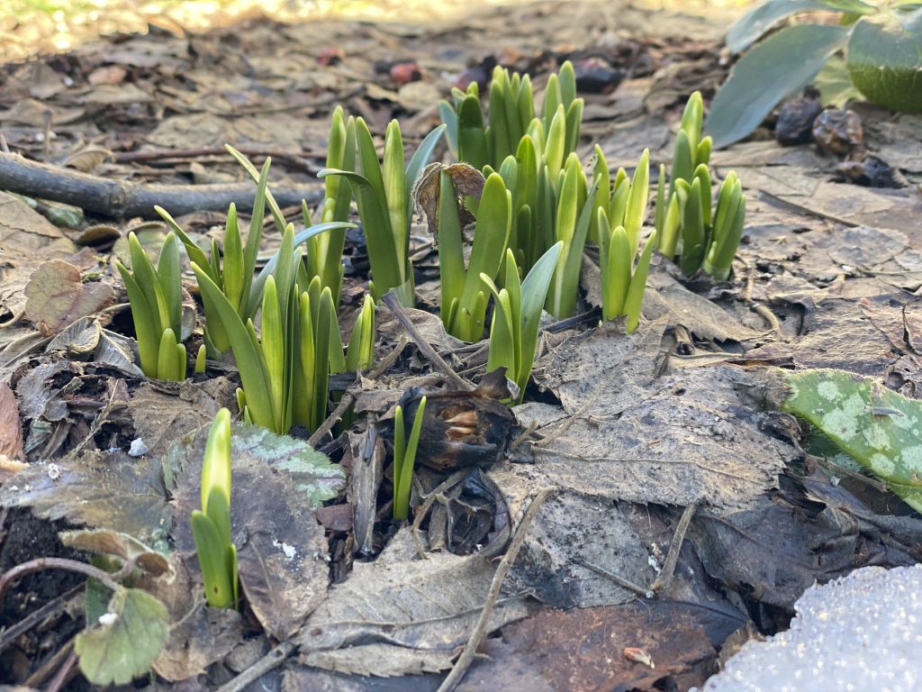 sprouting of spring snowflake (leucojum vernum)