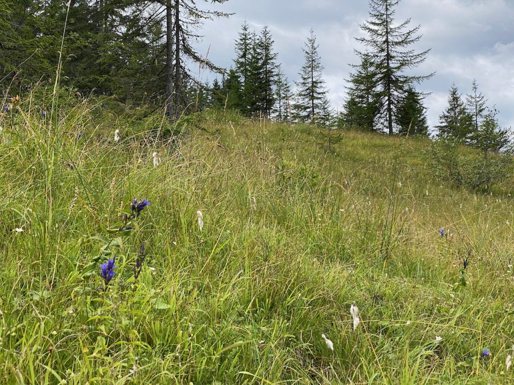 Flower meadow
