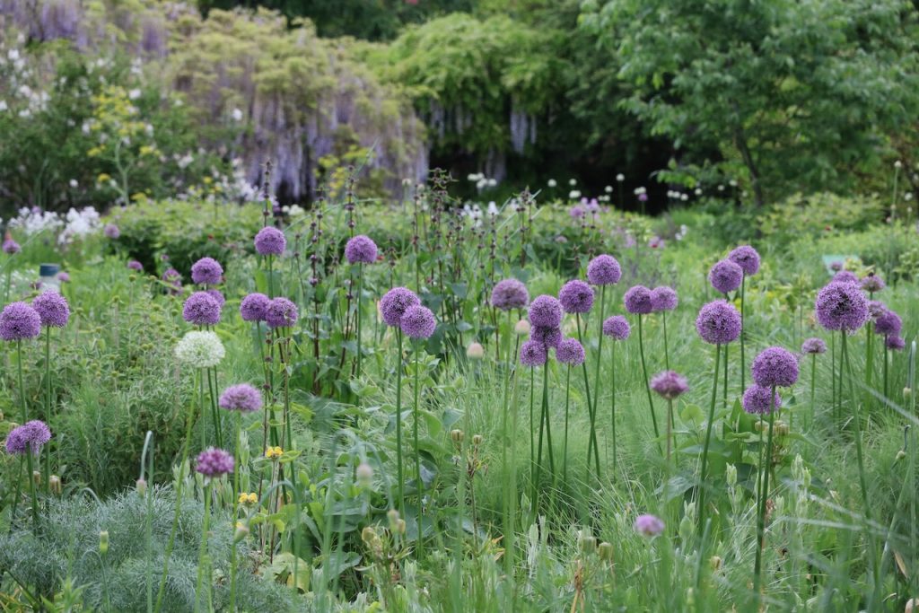 Hermannshof show and sighting garden