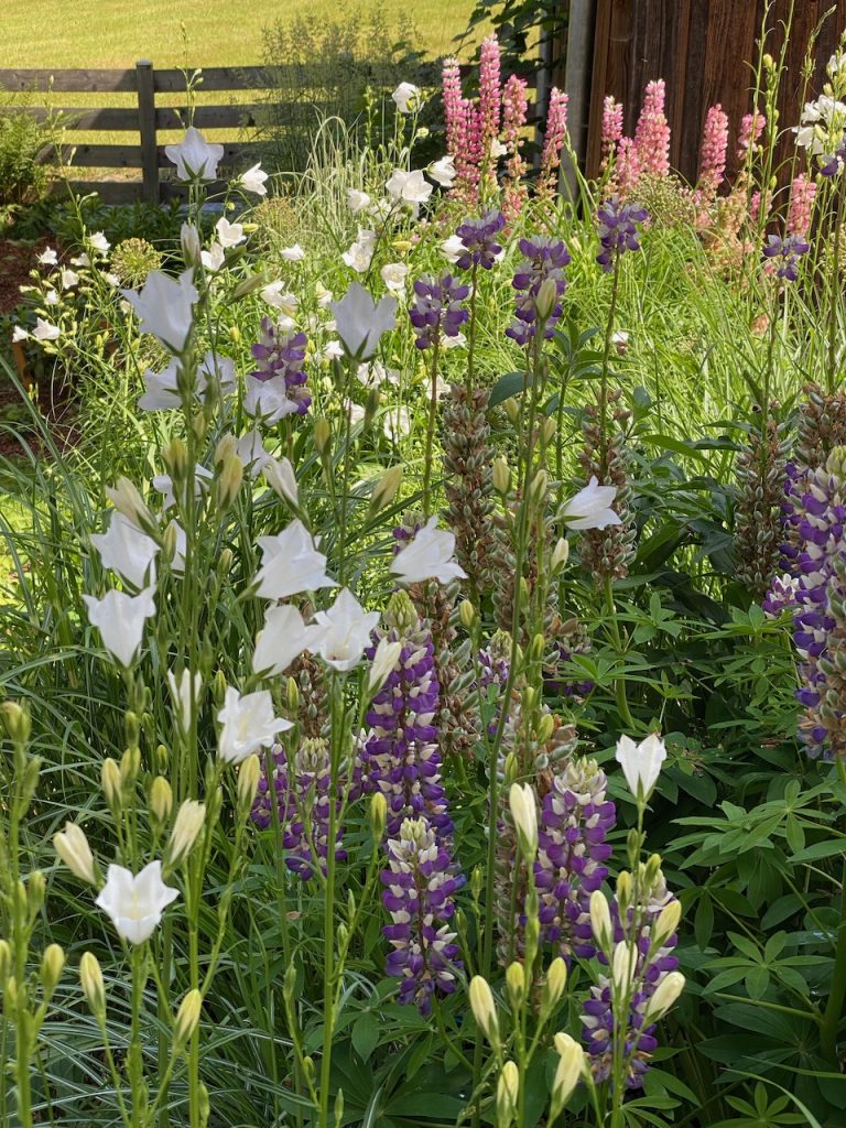 The bed of perennials and grasses in front of the garden shed