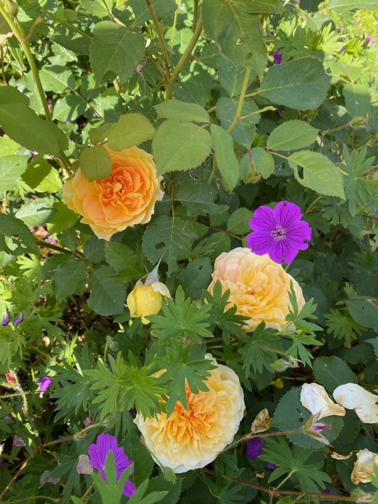 The large Rose Bed with 12 Bedding Roses and Geranium 'Tiny Monster'