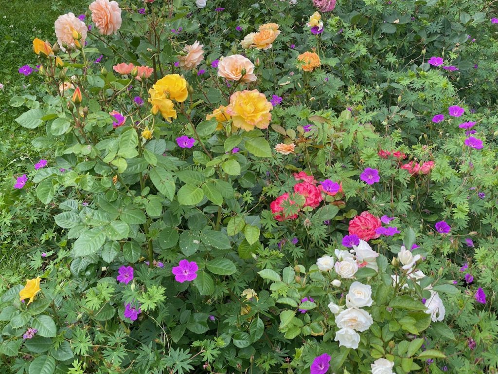 The large Rose Bed with 12 Bedding Roses and Geranium 'Tiny Monster'