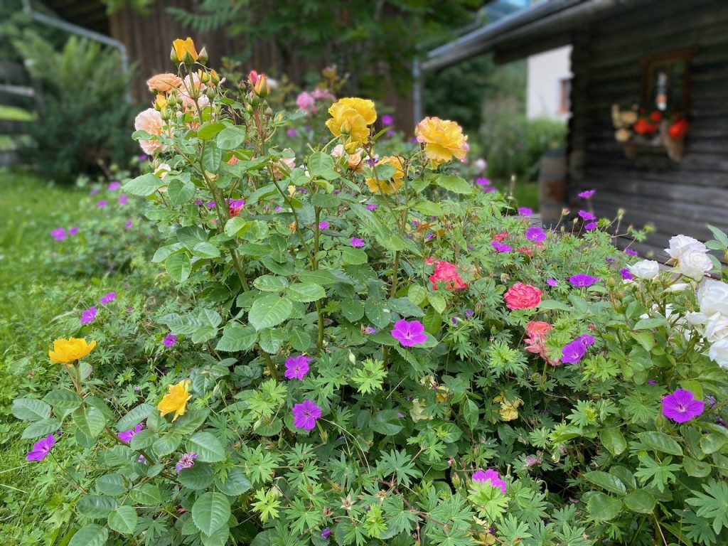 The large Rose Bed with 12 Bedding Roses and Geranium 'Tiny Monster'