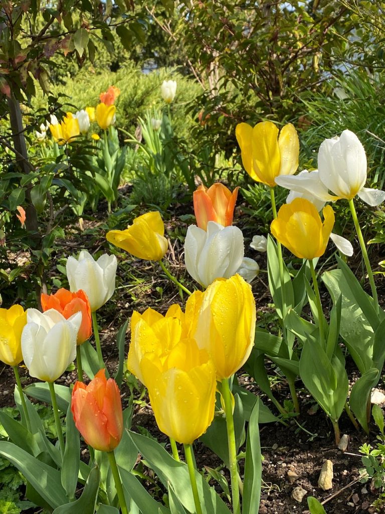 Fosteriana-Tulpen - Tulipa fosteriana – in three colours