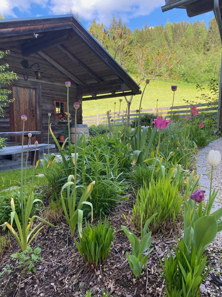 Tullips and Allium aflatunense 'Purple Sensation'