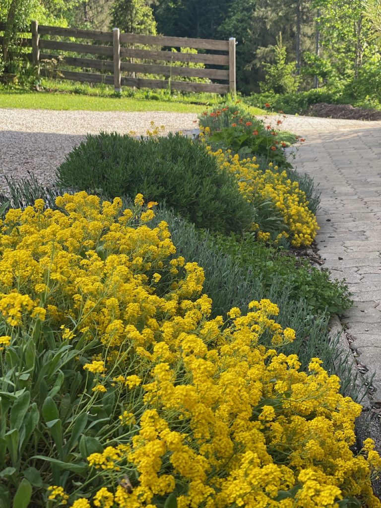 Felsen-Steinkraut (Alyssum saxatile) in full bloom