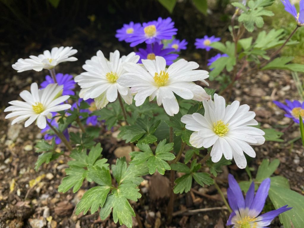 Anemone blanda 'Blue Shades‘ and Anemone blanda 'White Splendour‘
