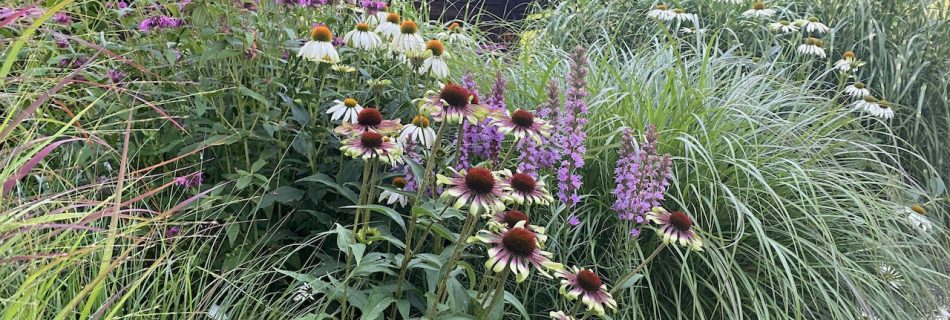 The bed with perennials and grasses in front of the garden shed