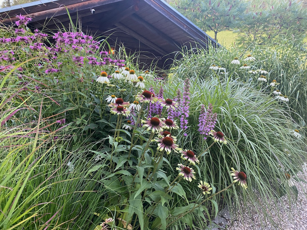 The bed with perennials and grasses in front of the garden shed
