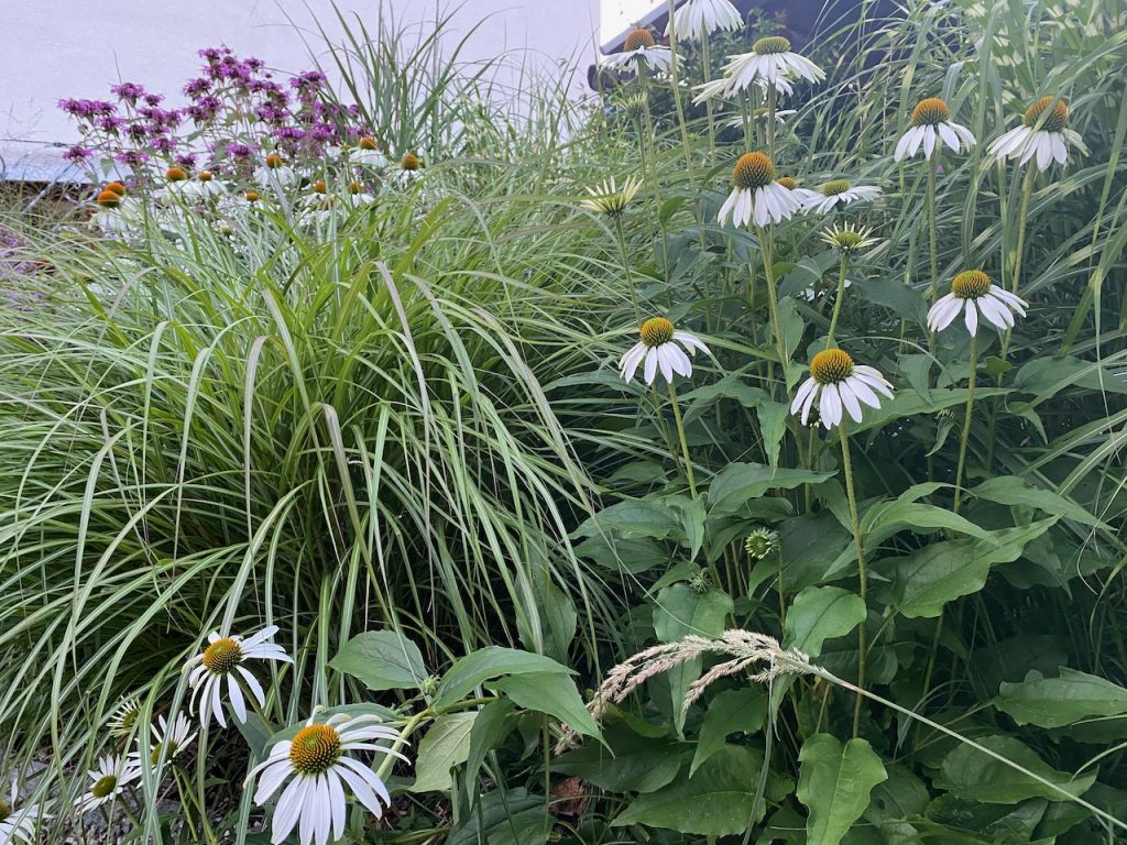 The bed of perennials and grasses in front of the garden shed