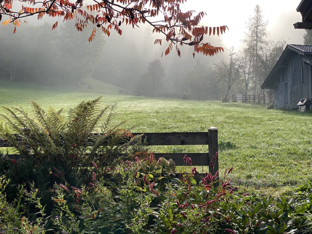 View from the garden hut into the morning sun in autumn