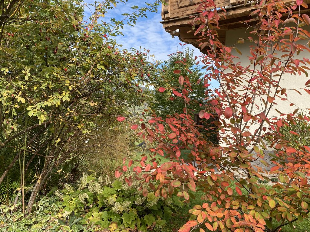 Copper rock pear in autumn