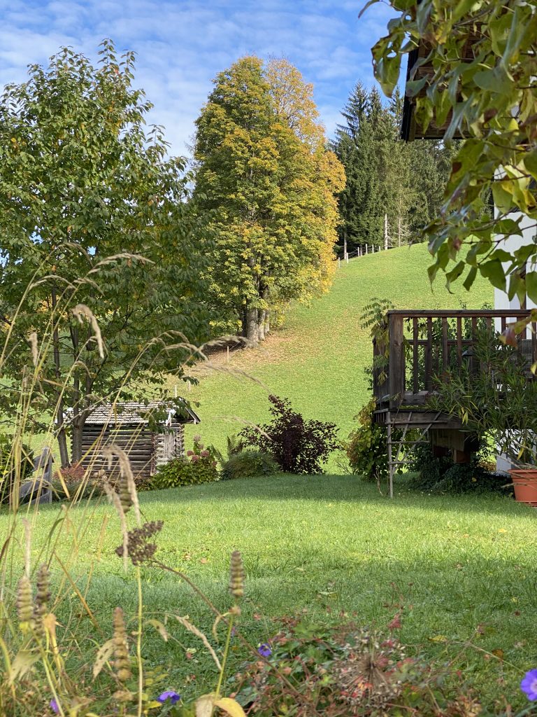 View towards the maple tree