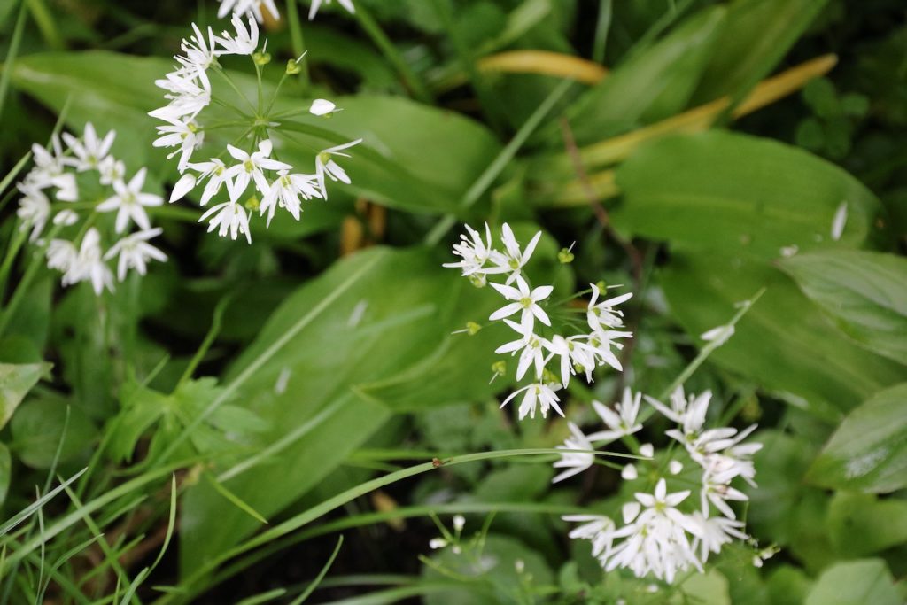 The delicate flowers of Allium ursinum (wild garlic)