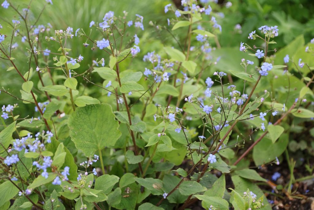 Brunnera macrophylla (Caucasus forget-me-not)