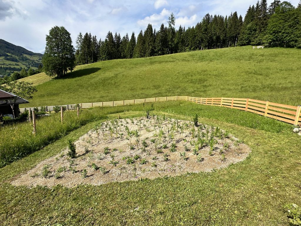 The gravel bed after planting