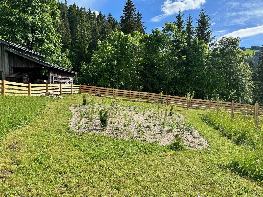The gravel bed after planting