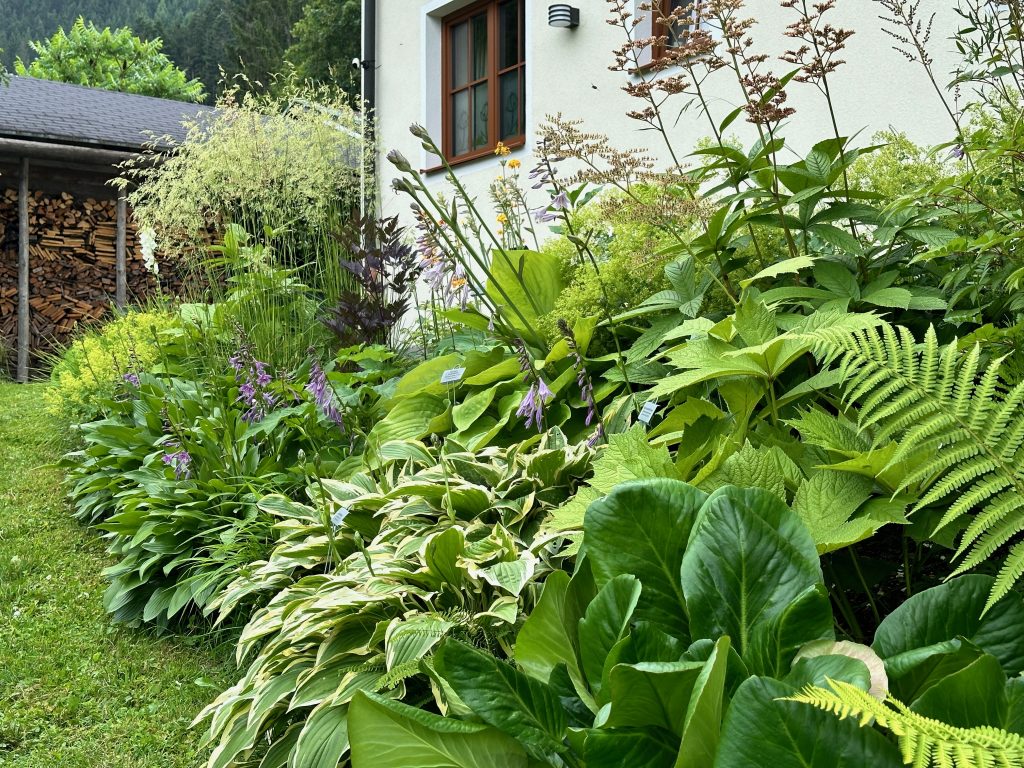 The woodland garden on the north side of the house