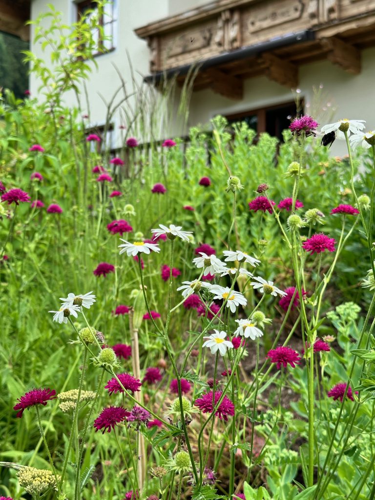 Western embankment with knautia macedonia and marguerite