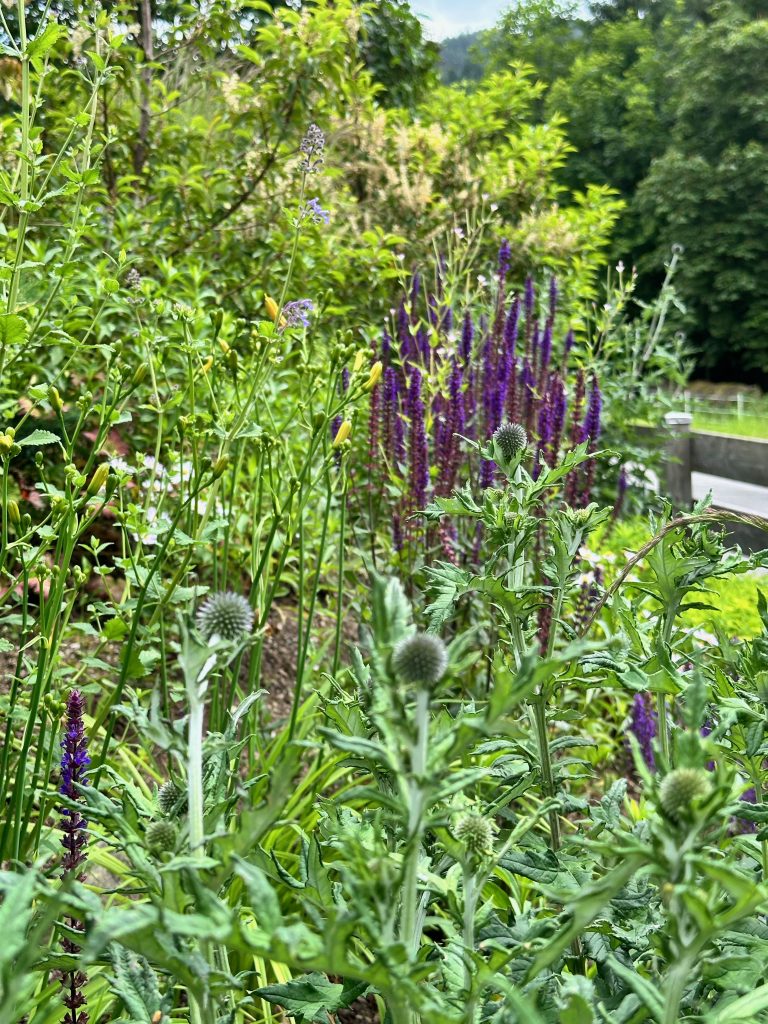 Western embankment with sage, daylily and globe thistle