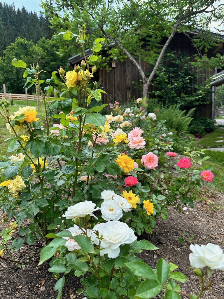 The rose bed behind the garden hut