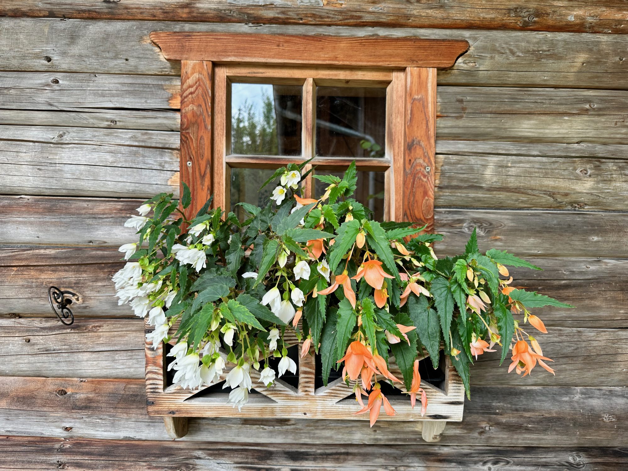 Blumenkiste mit Begonien an der Gartenhütte