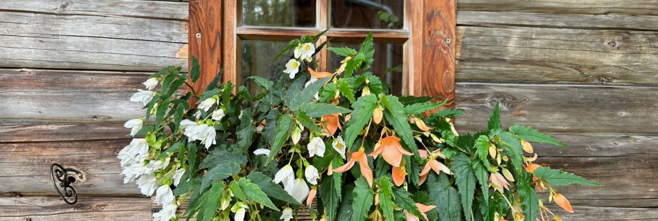 Blumenkiste mit Begonien an der Gartenhütte
